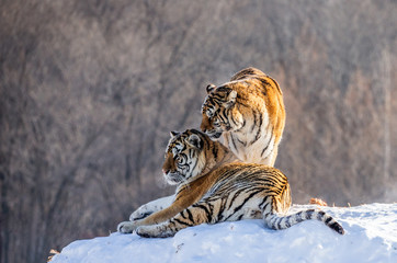 Two Siberian (Amur)  tigers on a snow-covered hill. China. Harbin. Mudanjiang province. Hengdaohezi...