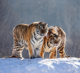Fototapeta na wymiar Two Siberian (Amur) tigers on a snow-covered hill. China. Harbin. Mudanjiang province. Hengdaohezi park. Siberian Tiger Park. (Panthera tgris altaica)