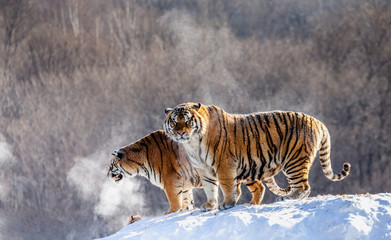 Two Siberian (Amur)  tigers on a snow-covered hill. China. Harbin. Mudanjiang province. Hengdaohezi park. Siberian Tiger Park. (Panthera tgris altaica)