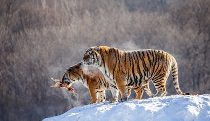 Two Siberian(Amur)  tigers stand on a snow-covered hill and catch prey. China. Harbin. Mudanjiang...