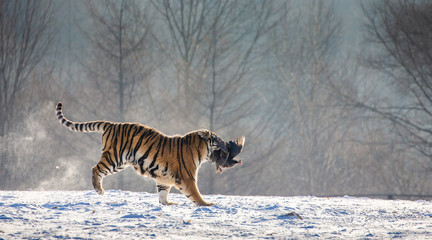 Fototapeta na wymiar Siberian (Amur) Tiger running in the snow and catch their prey. Very dynamic photo. China. Harbin. Mudanjiang province. Hengdaohezi park. Siberian Tiger Park. Winter. Hard frost. (Panthera tgris altai