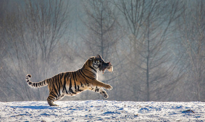 Obraz premium Siberian (Amur) Tiger running in the snow and catch their prey. Very dynamic photo. China. Harbin. Mudanjiang province. Hengdaohezi park. Siberian Tiger Park. Winter. Hard frost. (Panthera tgris altai