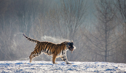 Obraz na płótnie Canvas Siberian (Amur) Tiger running in the snow and catch their prey. Very dynamic photo. China. Harbin. Mudanjiang province. Hengdaohezi park. Siberian Tiger Park. Winter. Hard frost. (Panthera tgris altai
