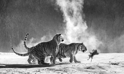 Siberian (Amur) tigers in a snowy glade catch their prey. Very dynamic shot. Black and white....