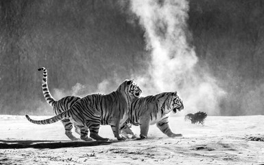 Obraz na płótnie Canvas Siberian (Amur) tigers in a snowy glade catch their prey. Very dynamic shot. Black and white. China. Harbin. Mudanjiang province. Hengdaohezi park. Siberian Tiger Park. Winter. Hard frost. (Panthera t