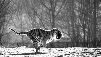 Siberian (Amur) Tiger running in the snow and catch their prey. Very dynamic photo. China. Harbin....