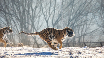 Siberian (Amur) Tiger running in the snow and catch their prey. Very dynamic photo. China. Harbin....