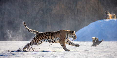 Naklejka premium Tygrys syberyjski (Amur) biegający po śniegu i łapiący zdobycz. Bardzo dynamiczne zdjęcie. Chiny. Harbin. Prowincja Mudanjiang. Park Hengdaohezi. Park Tygrysów Syberyjskich. (Panthera tgris altaica)