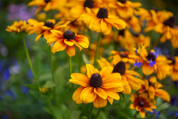 Field of yellow flowers of orange coneflower also called rudbeckia, perennial black-eyed susan. Latin name - Rudbeckia hirta.