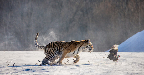 Obraz na płótnie Canvas Siberian (Amur) Tiger running in the snow and catch their prey. Very dynamic photo. China. Harbin. Mudanjiang province. Hengdaohezi park. Siberian Tiger Park. (Panthera tgris altaica)