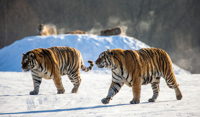 Fototapeta premium Para tygrysów syberyjskich (Amur) na śnieżnej polanie. Chiny. Harbin. Prowincja Mudanjiang. Park Hengdaohezi. Park Tygrysów Syberyjskich. Zimowy. Twardy mróz. (Panthera tgris altaica)