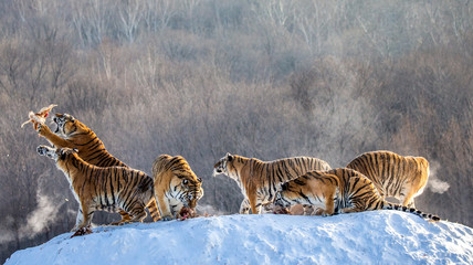Several siberian (Amur) tigers are standing on a snow-covered hill and catch prey. China. Harbin....