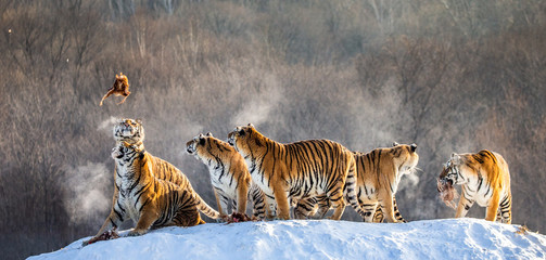 Several siberian (Amur) tigers are standing on a snow-covered hill and catch prey. China. Harbin. Mudanjiang province. Hengdaohezi park. Siberian Tiger Park. (Panthera tgris altaica)