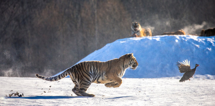 Siberian (Amur) Tiger running in the snow and catch their prey. Very dynamic photo. China. Harbin. Mudanjiang province. Hengdaohezi park. Siberian Tiger Park. (Panthera tgris altaica)
