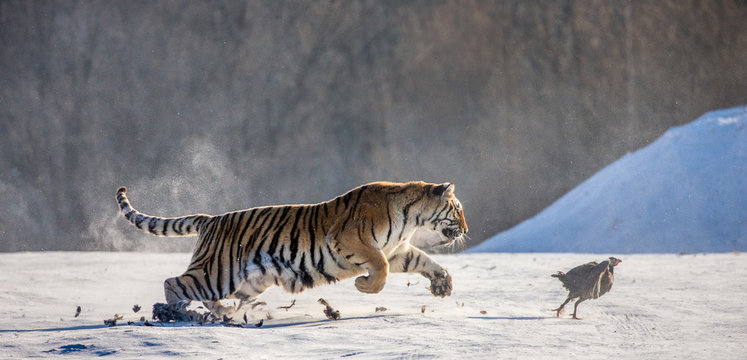 Siberian (Amur) Tiger running in the snow and catch their prey. Very dynamic photo. China. Harbin. Mudanjiang province. Hengdaohezi park. Siberian Tiger Park. (Panthera tgris altaica)