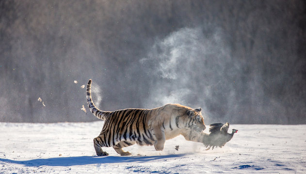 Siberian (Amur) Tiger running in the snow and catch their prey. Very dynamic photo. China. Harbin. Mudanjiang province. Hengdaohezi park. Siberian Tiger Park. (Panthera tgris altaica)