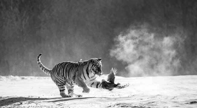 Siberian (Amur) Tiger catch their prey. Very dynamic photo. China. Harbin. Mudanjiang province. Hengdaohezi park. Siberian Tiger Park. (Panthera tgris altaica)
