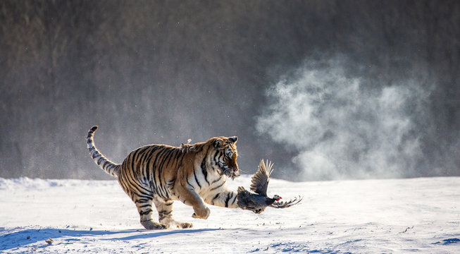 Siberian (Amur) Tiger catch their prey. Very dynamic photo. China. Harbin. Mudanjiang province. Hengdaohezi park. Siberian Tiger Park. (Panthera tgris altaica)