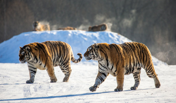 Pair of Siberian (Amur) tigers in a snowy glade. China. Harbin. Mudanjiang province. Hengdaohezi park. Siberian Tiger Park. Winter. Hard frost. (Panthera tgris altaica)