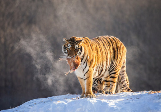 Siberian (Amur) tiger stands in a snowy hill with prey. China. Harbin. Mudanjiang province. Hengdaohezi park. Siberian Tiger Park.