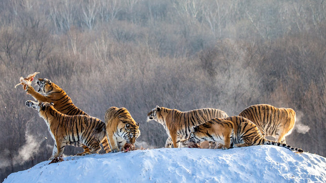 Several siberian (Amur) tigers are standing on a snow-covered hill and catch prey. China. Harbin. Mudanjiang province. Hengdaohezi park. Siberian Tiger Park. (Panthera tgris altaica)