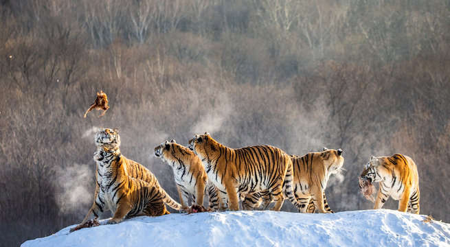 Several siberian (Amur) tigers are standing on a snow-covered hill and catch prey. China. Harbin. Mudanjiang province. Hengdaohezi park. Siberian Tiger Park. (Panthera tgris altaica)