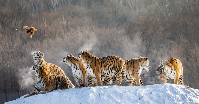 Several siberian (Amur) tigers are standing on a snow-covered hill and catch prey. China. Harbin. Mudanjiang province. Hengdaohezi park. Siberian Tiger Park. (Panthera tgris altaica)