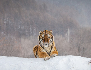 Obraz premium Tygrys syberyjski (Amur) leżący na zaśnieżonym wzgórzu. Portret przeciw lasowi zima. Chiny. Harbin. Prowincja Mudanjiang. Park Hengdaohezi. Park Tygrysów Syberyjskich. (Panthera tgris altaica)