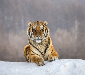 Naklejka premium Tygrys syberyjski (Amur) leżący na zaśnieżonym wzgórzu. Portret przeciw lasowi zima. Chiny. Harbin. Prowincja Mudanjiang. Park Hengdaohezi. Park Tygrysów Syberyjskich. (Panthera tgris altaica)