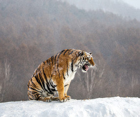 Siberian (Amur) tiger sits on a snowy hill against the background of a winter forest. China....