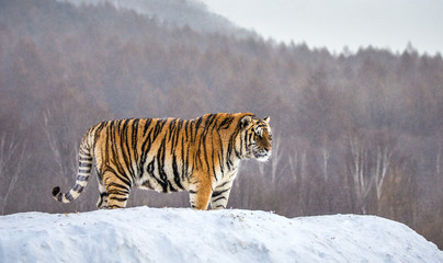 Siberian (Amur) tiger is standing on a snowy hill on a background of winter trees. China. Harbin....