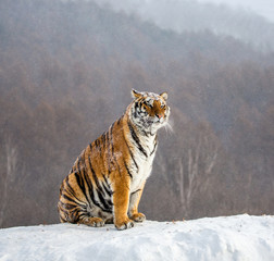 Obraz premium Syberyjski (Amur) tygrys siedzi na śnieżnym wzgórzu na tle zimowego lasu. Chiny. Harbin. Prowincja Mudanjiang. Park Hengdaohezi. Park Tygrysów Syberyjskich. (Panthera tgris altaica)