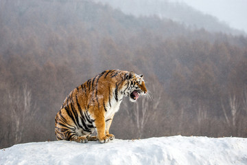 Siberian (Amur) tiger sits on a snowy hill against the background of a winter forest. China....