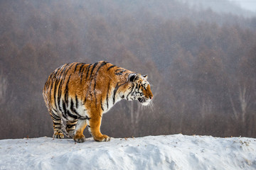 Siberian (Amur) tiger is standing on a snowy hill on a background of winter trees. China. Harbin. Mudanjiang province. Hengdaohezi park. Siberian Tiger Park. (Panthera tgris altaica)