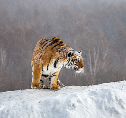 Fototapeta premium Syberyjski (Amur) tygrys stoi na śnieżnym wzgórzu na tle zimowych drzew. Chiny. Harbin. Prowincja Mudanjiang. Park Hengdaohezi. Park Tygrysów Syberyjskich. (Panthera tgris altaica)