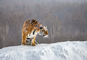 Siberian (Amur) tiger is standing on a snowy hill on a background of winter trees. China. Harbin....