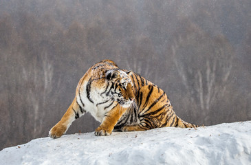 Siberian (Amur) tiger sits on a snowy hill against the background of a winter forest. China....