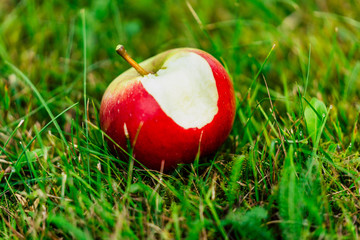 Tree Branches Full of Red Fresh Apples in the Garden, Vegetation Background - Sunny Autumn Day