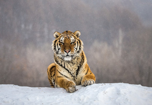 Siberian (Amur) tiger lying on a snow-covered hill. Portrait against the winter forest. China. Harbin. Mudanjiang province. Hengdaohezi park. Siberian Tiger Park. (Panthera tgris altaica)