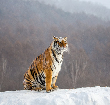 Siberian (Amur) tiger sits on a snowy hill against the background of a winter forest. China. Harbin. Mudanjiang province. Hengdaohezi park. Siberian Tiger Park. (Panthera tgris altaica)
