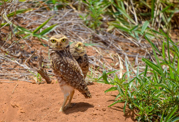 Owls on the ground