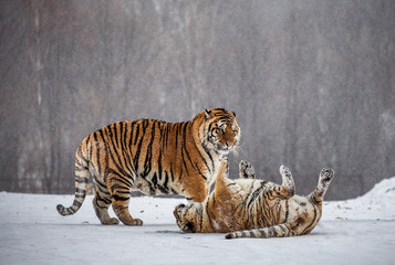 Fototapeta na wymiar Two Siberian (Amur) tigers play with each other in a snowy glade. China. Harbin. Mudanjiang province. Hengdaohezi park. Siberian Tiger Park. Winter. Hard frost. (Panthera tgris altaica)