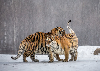 Two Siberian (Amur) tigers play with each other in a snowy glade. China. Harbin. Mudanjiang...