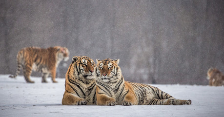 Fototapeta premium Dwa tygrysy syberyjskie (Amur) leżą obok siebie na śnieżnej polanie. Chiny. Harbin. Prowincja Mudanjiang. Park Hengdaohezi. Park Tygrysów Syberyjskich. Zimowy. Twardy mróz. (Panthera tgris altaica)
