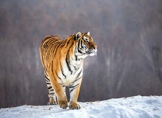Fototapeta na wymiar Siberian (Amur) tiger is standing on a snowy hill on a background of winter trees. China. Harbin. Mudanjiang province. Hengdaohezi park. Siberian Tiger Park. (Panthera tgris altaica)