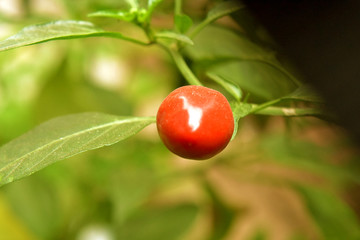 red and black chilli food