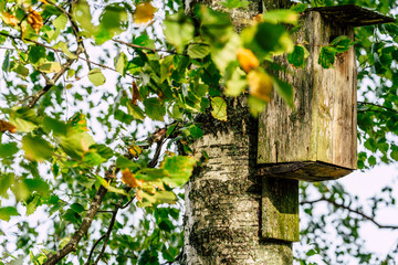 A Closeup of the Birdhouse on a Birch Tree on Early Sunny Spring Day