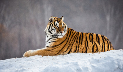 Siberian (Amur) tiger lies in a snowy glade. China. Harbin. Mudanjiang province. Hengdaohezi park. Siberian Tiger Park. Winter. Hard frost. (Panthera tgris altaica)