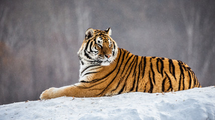 Fototapeta premium Tygrys syberyjski (Amur) leży na śnieżnej polanie. Chiny. Harbin. Prowincja Mudanjiang. Park Hengdaohezi. Park Tygrysów Syberyjskich. Zimowy. Twardy mróz. (Panthera tgris altaica)