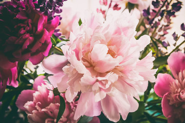 Fototapety  Close up of colorful bouquet of beautiful flowers peony paeonia . Vintage retro tone. Floral background